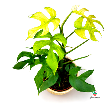 Rhaphidophora Tetrasperma  Goldrush