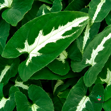 Syngonium Wendlandii