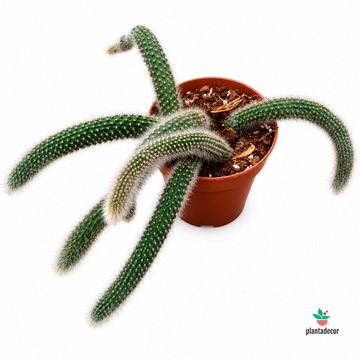 Cleistocactus Winteri subs. Colademononis / Hildewintera Colademononis