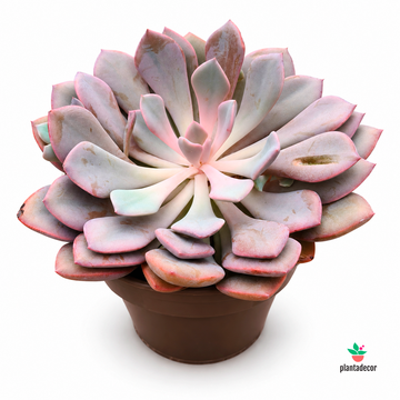 Echeveria Pink Edge