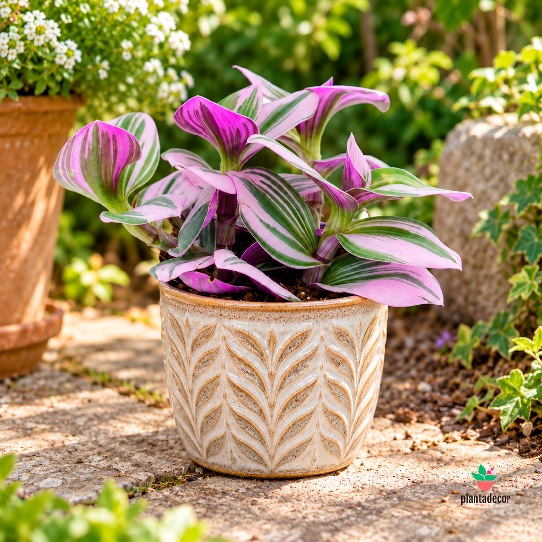 Tradescantia  "Nanouk"