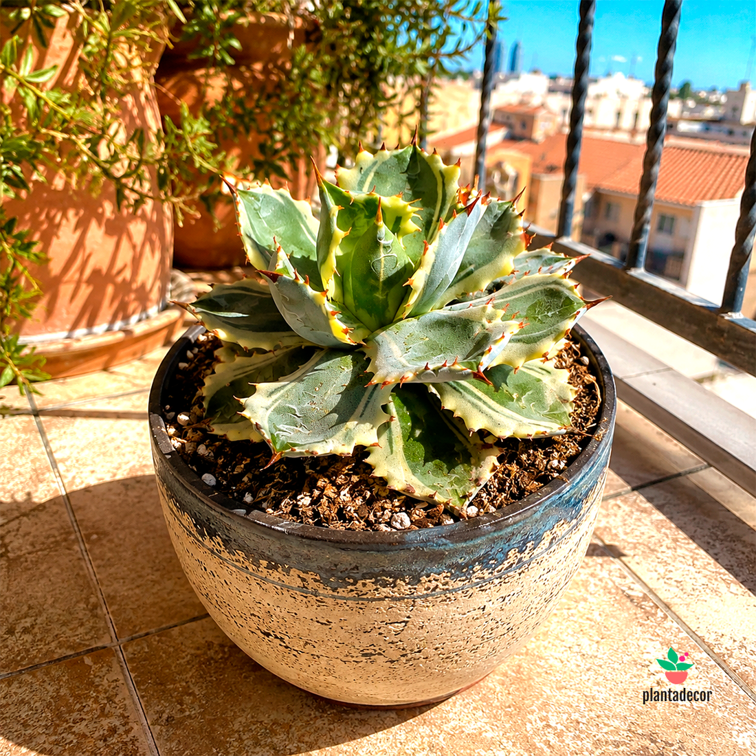 Agave Potatorum Variegata
