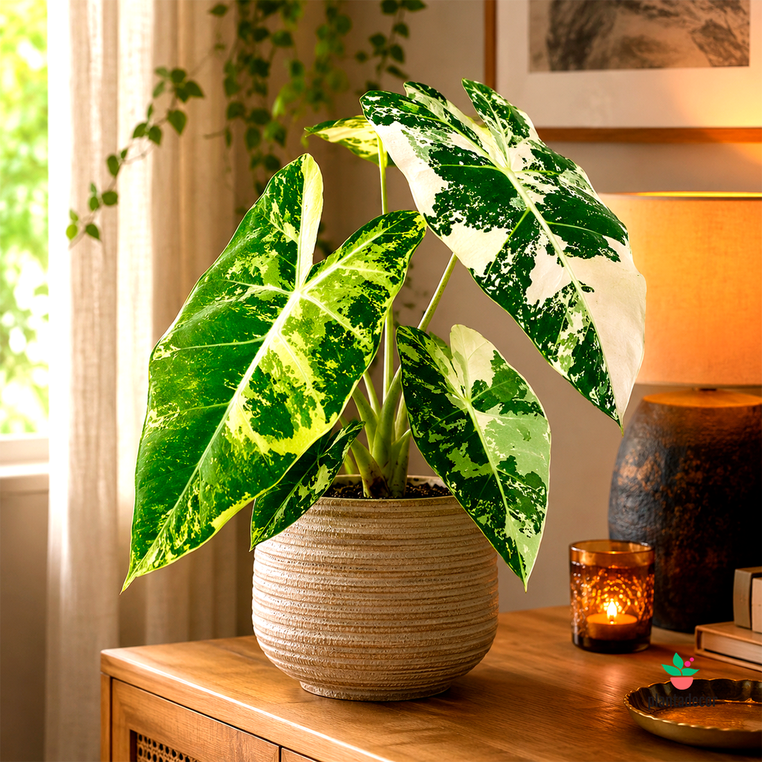 Alocasia Frydek 'Variegata'