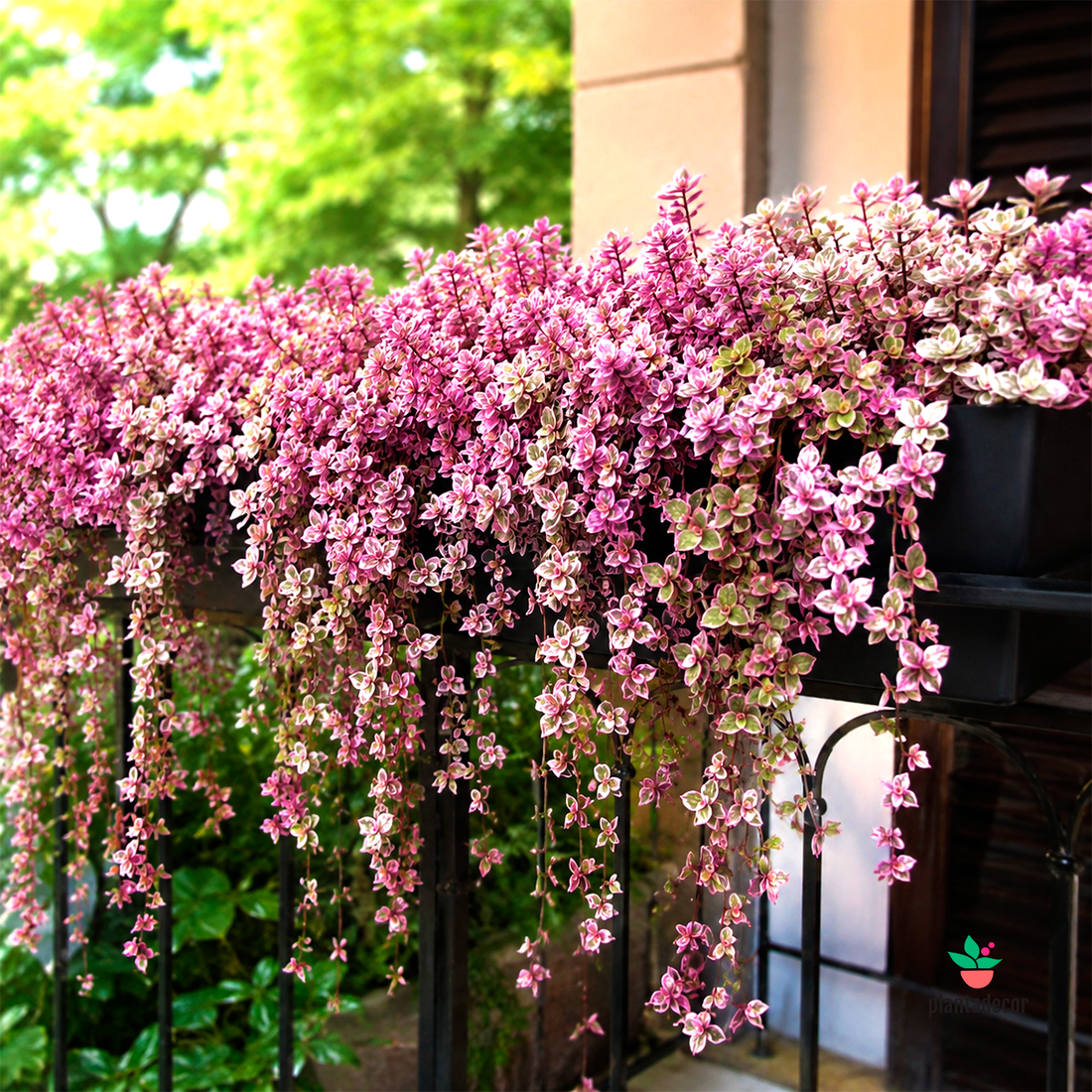 Callisia "Pink Lady"