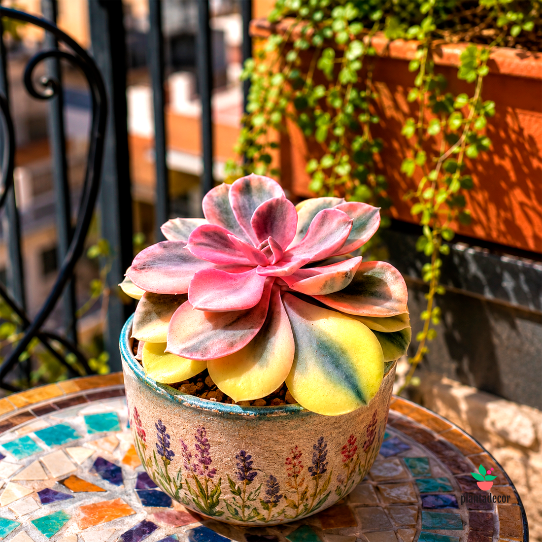 Echeveria Rainbow
