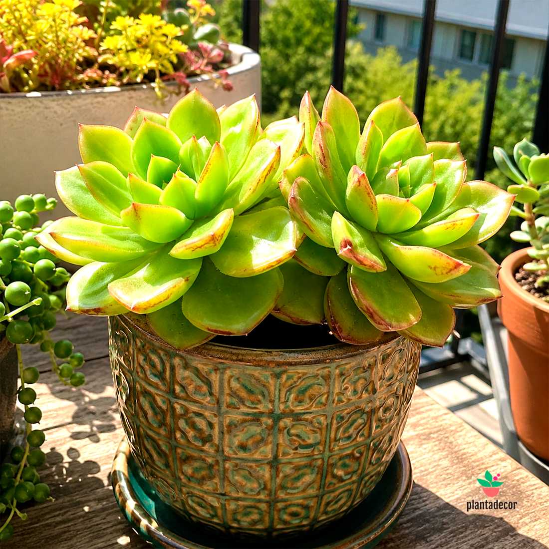 Sedeveria Letizia