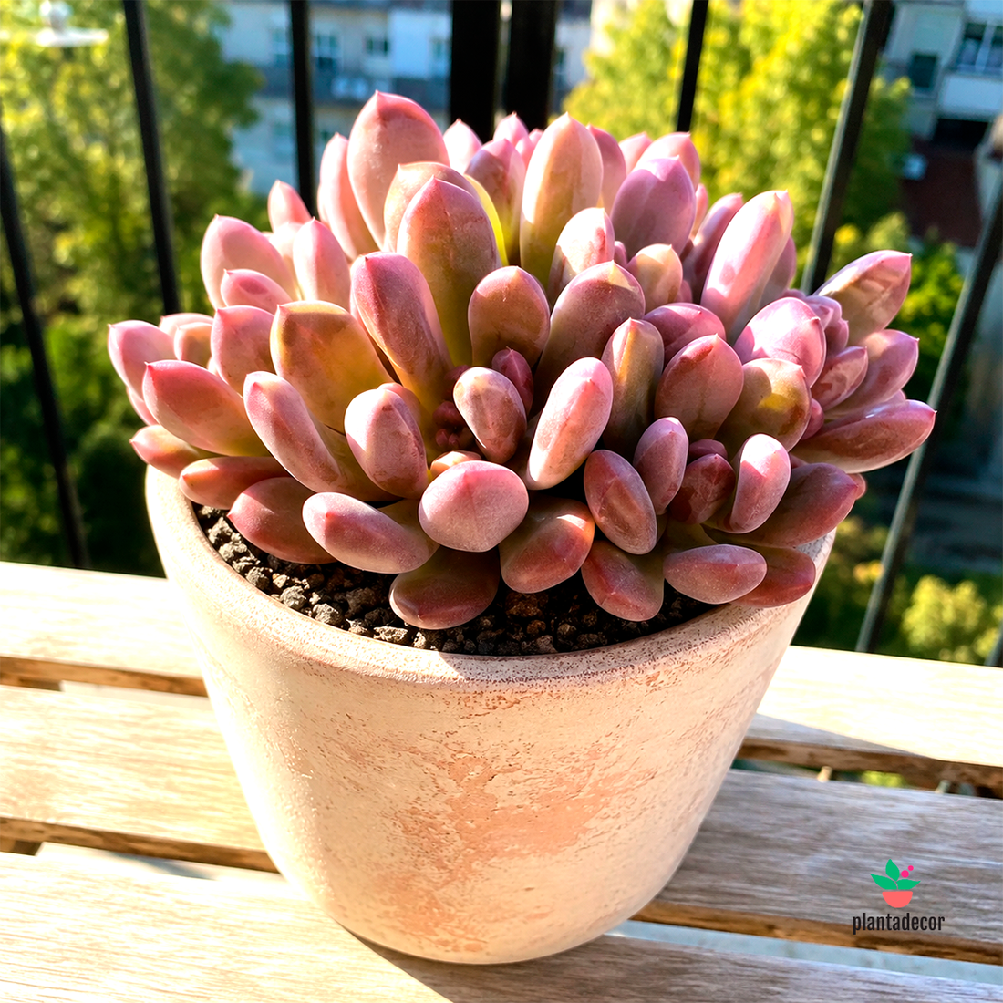 Graptoveria Bashful