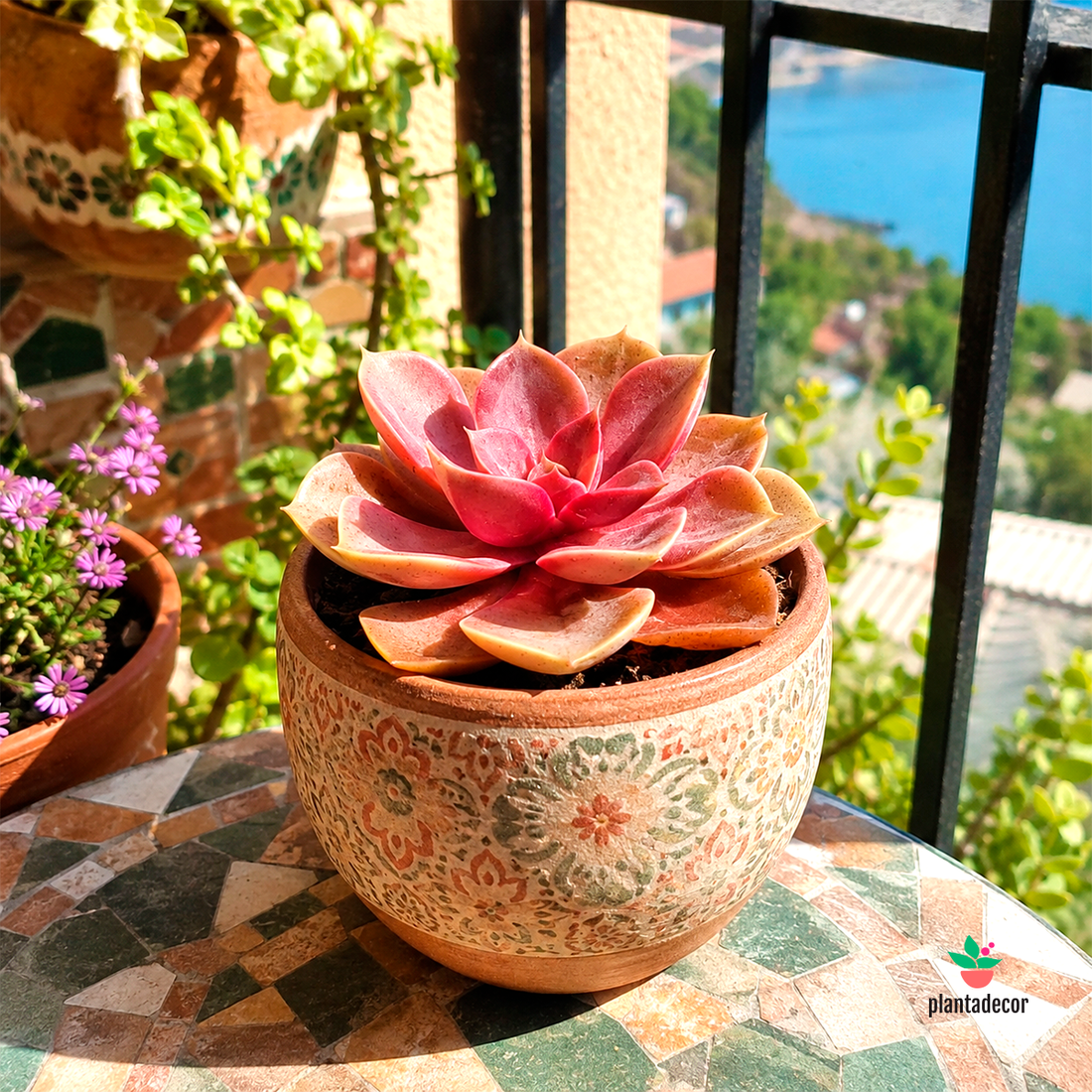 Echeveria Magic Red M-8,50