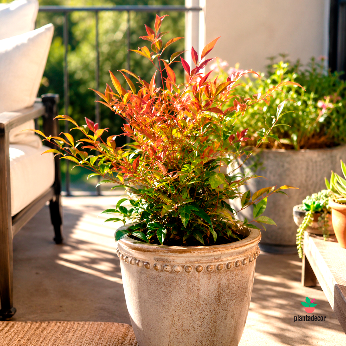 Nandina Seika
