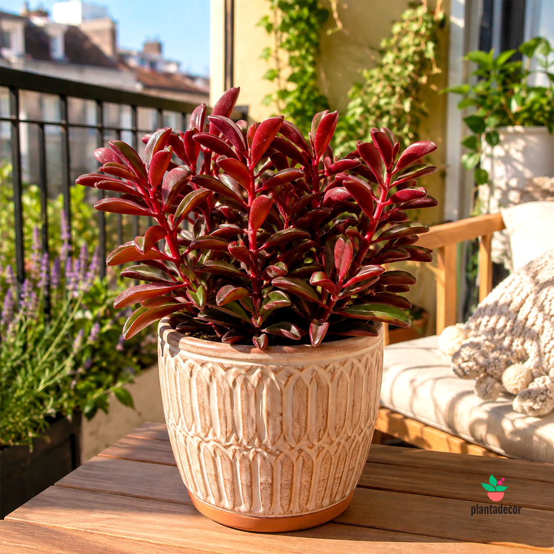 Peperomia Graveolens M-8,5