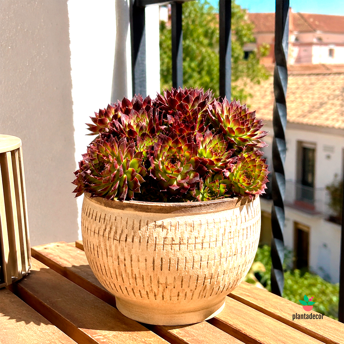 Sempervivum "Riga Dark Purple"
