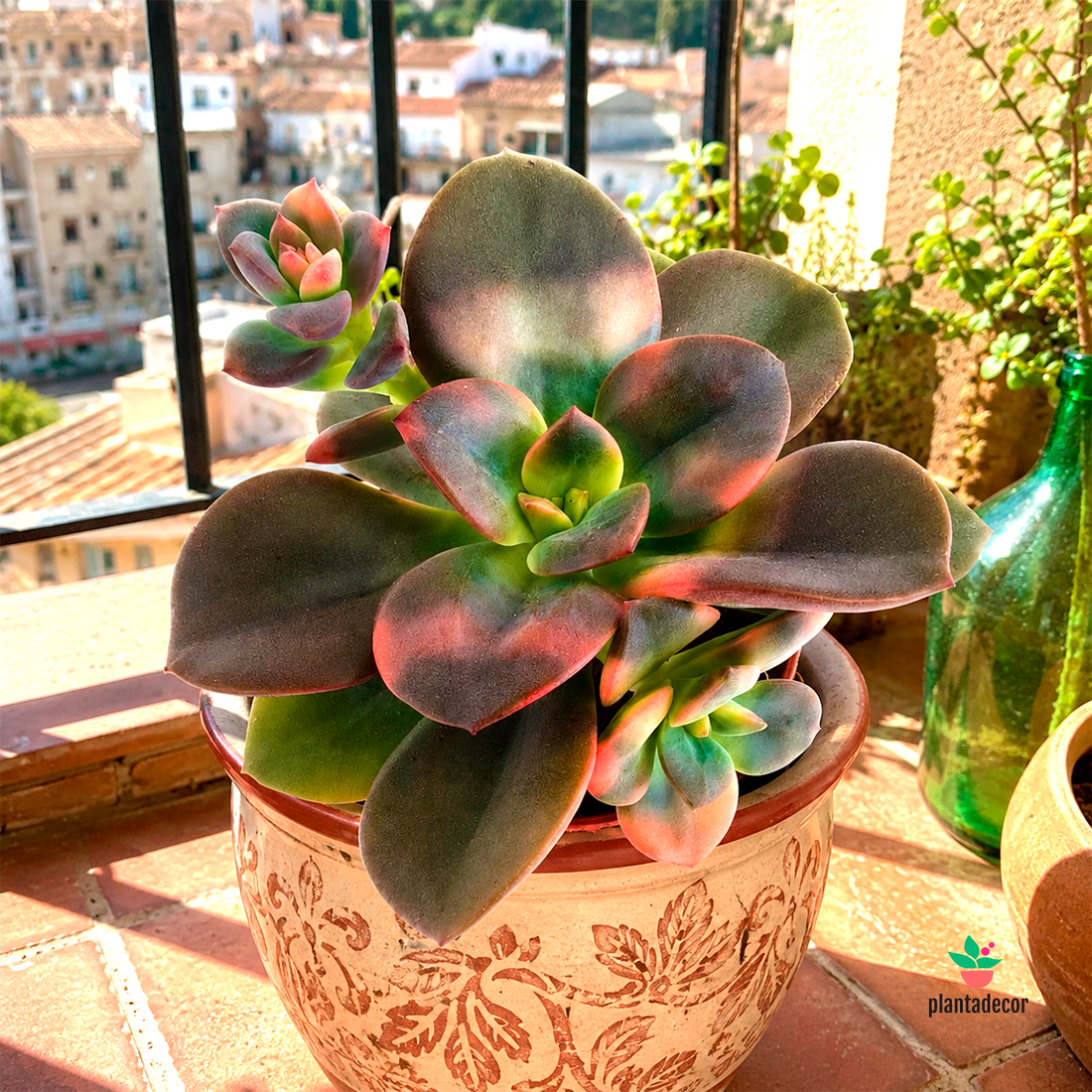 Echeveria Chroma