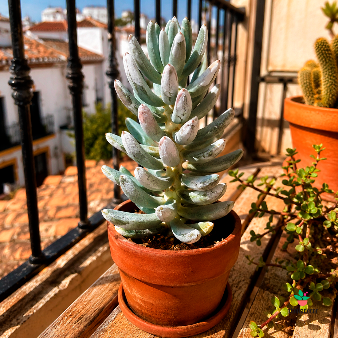Senecio Mont Blanc M-8,5
