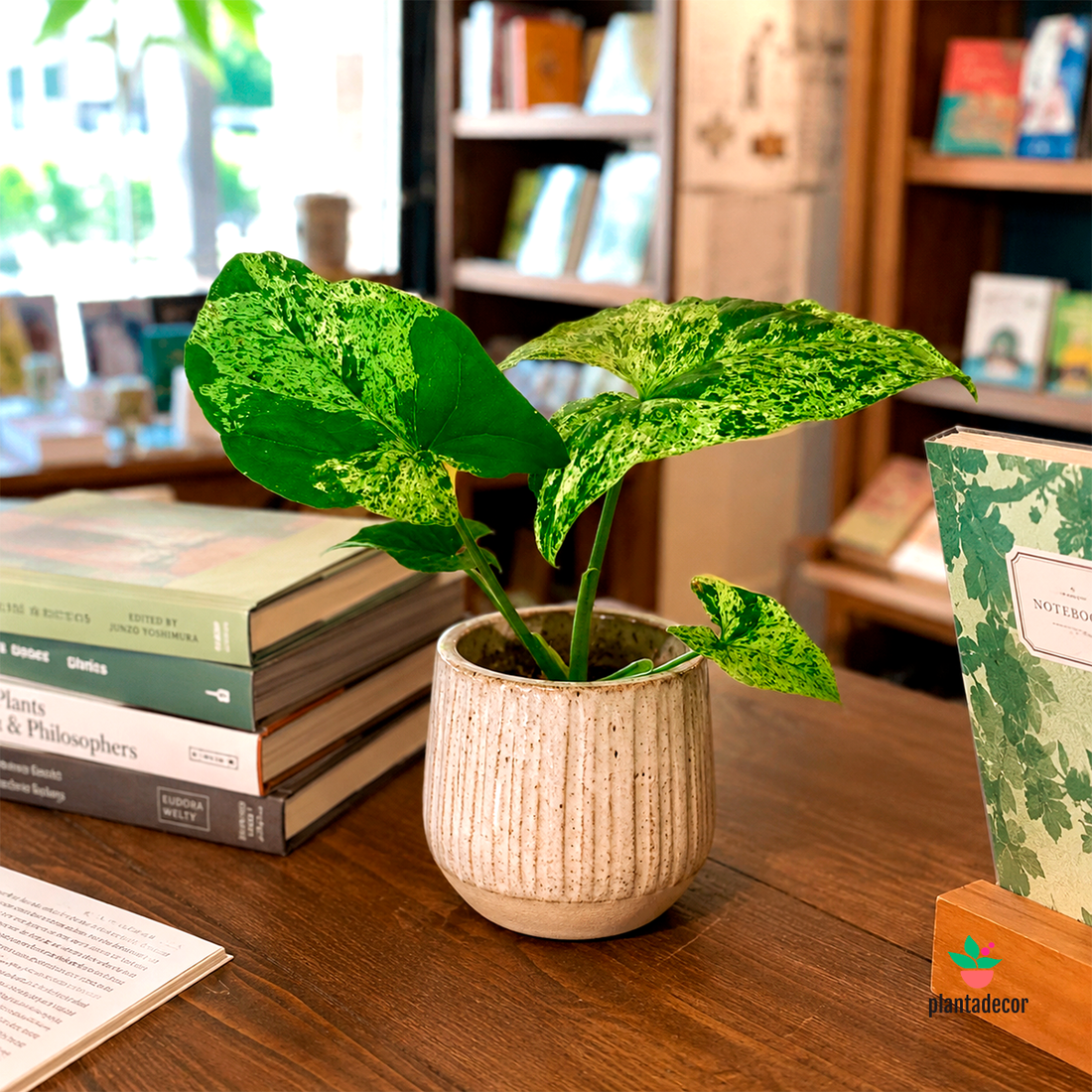 Syngonium Mojito