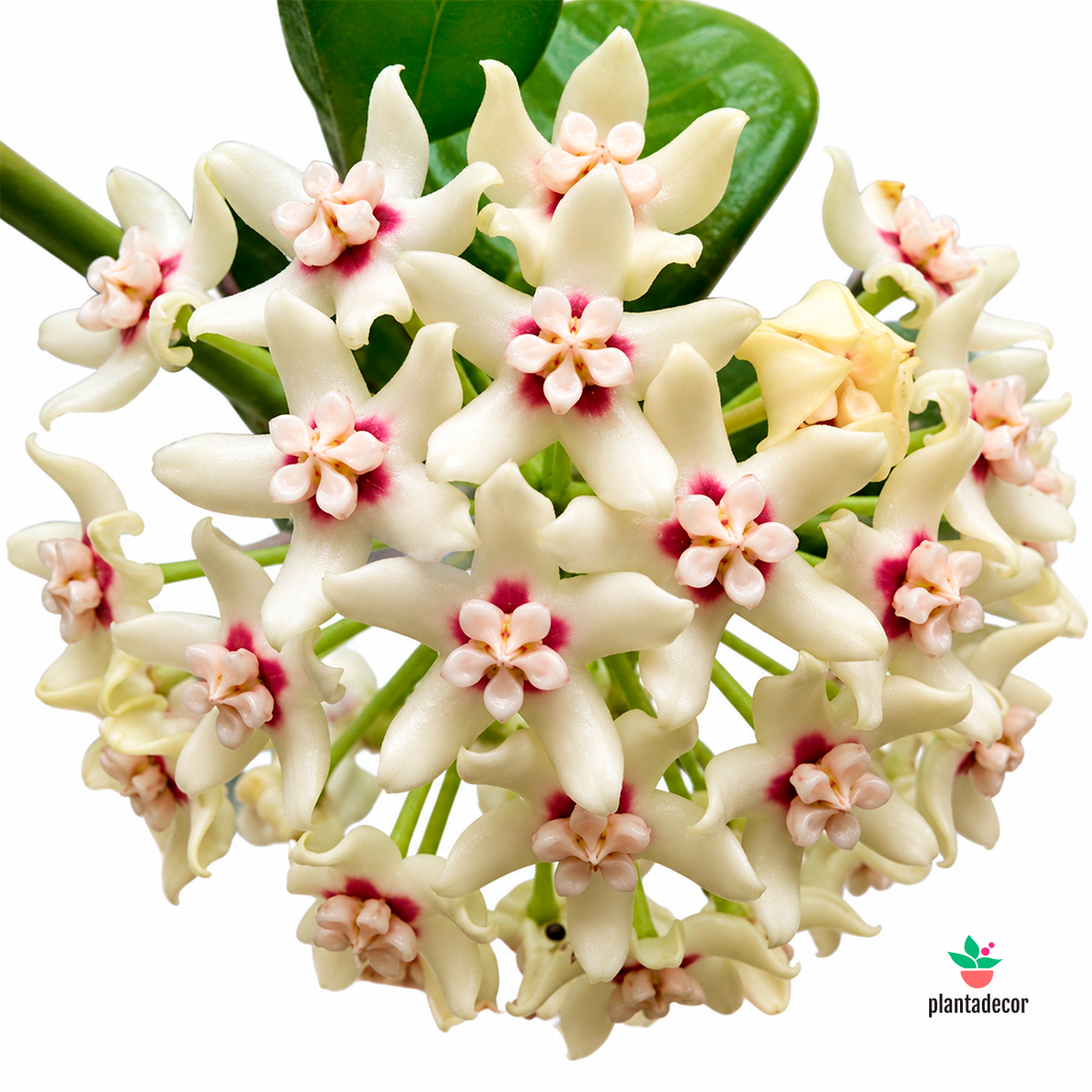 Hoya Australis 'Krimson Princess'