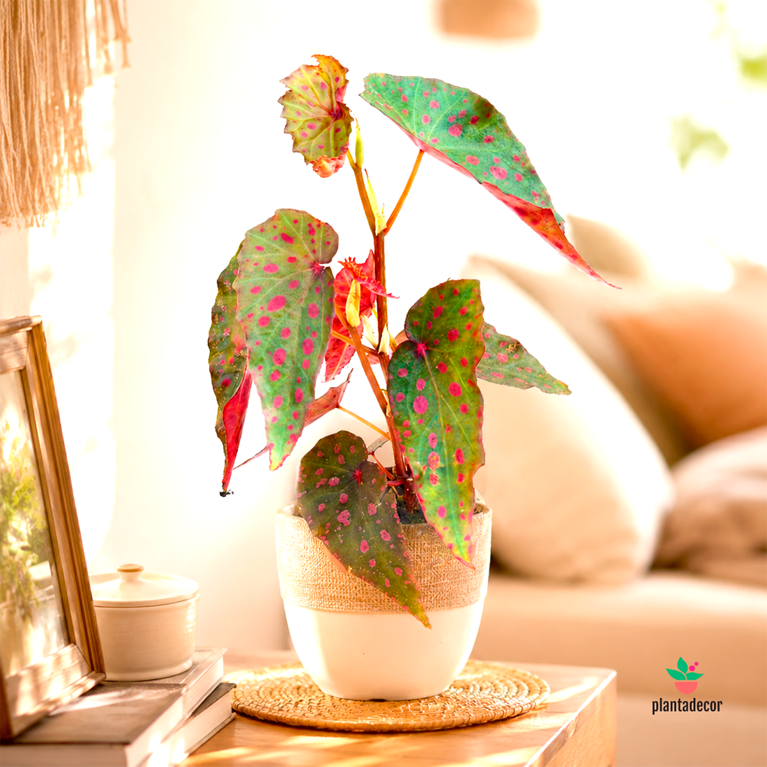 Begonia Amphioxus x Malaschosticta