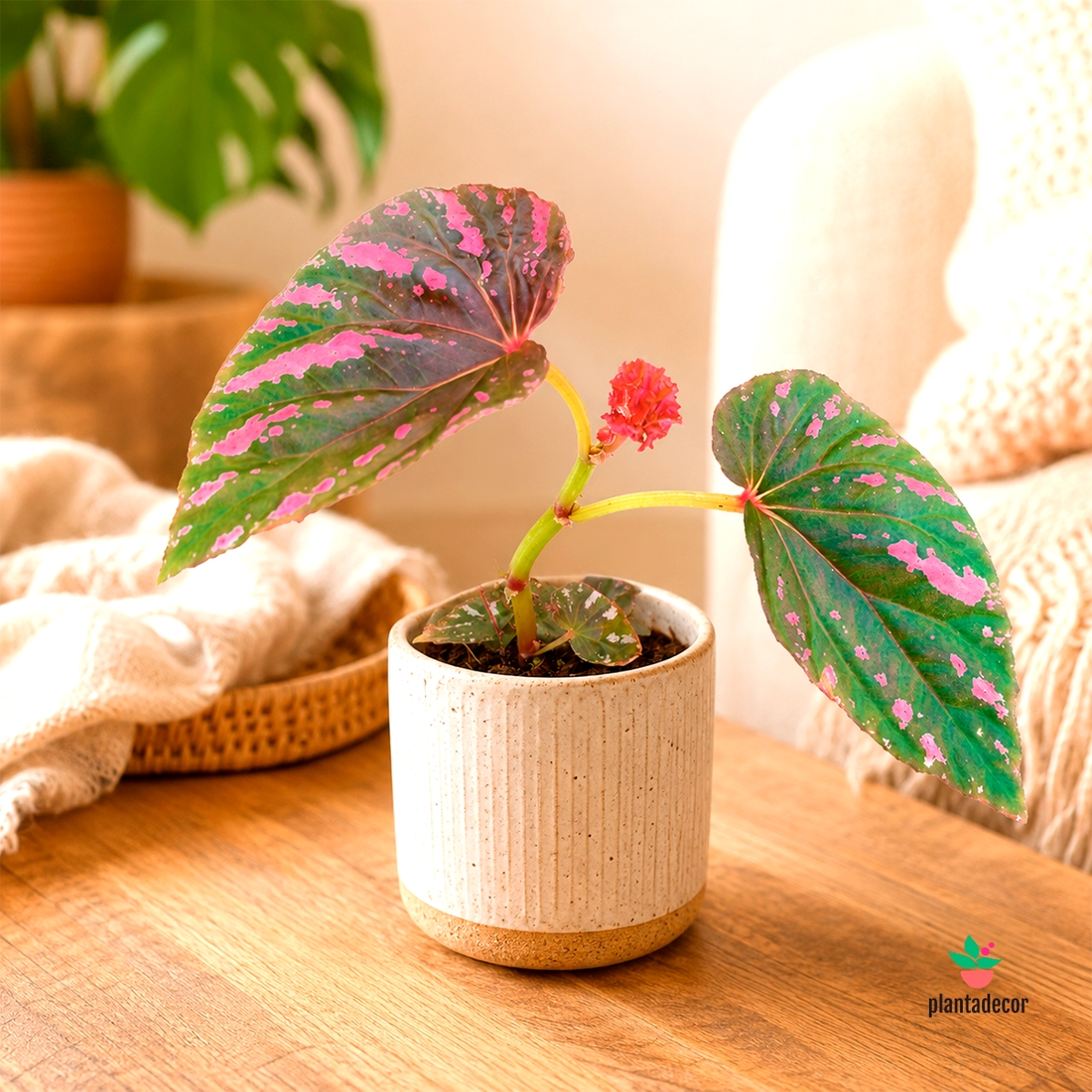 Begonia Brevirimosa