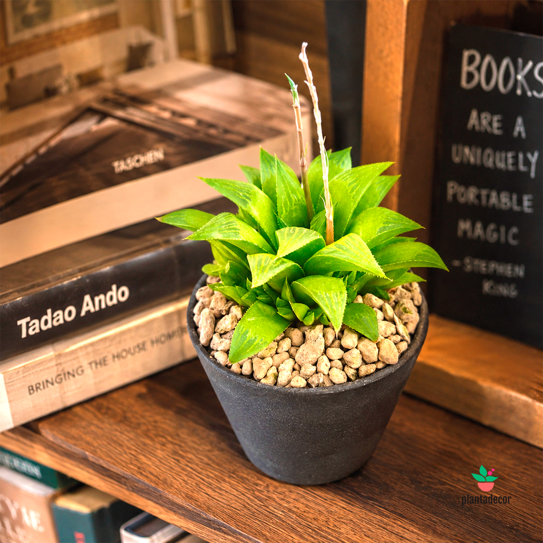 Haworthia Mutica Byakuya