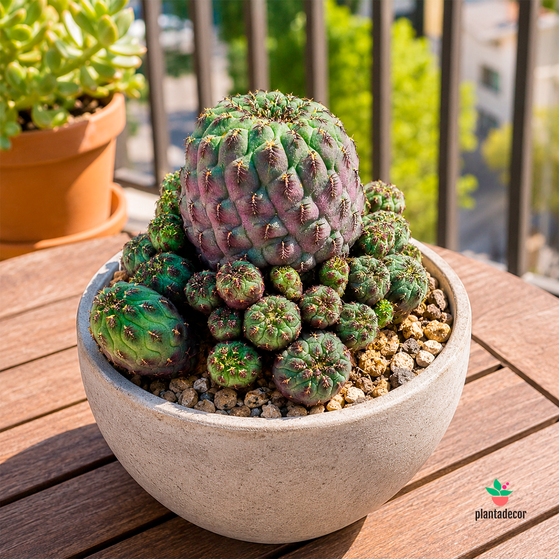 Sulcorebutia Rauschii Violacidermis