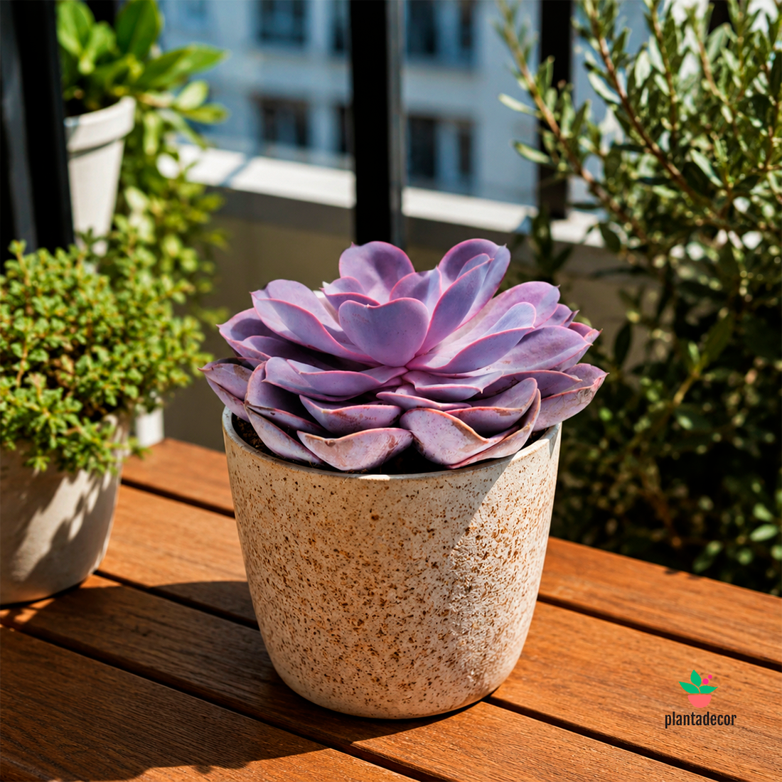 Echeveria Purple Pearl