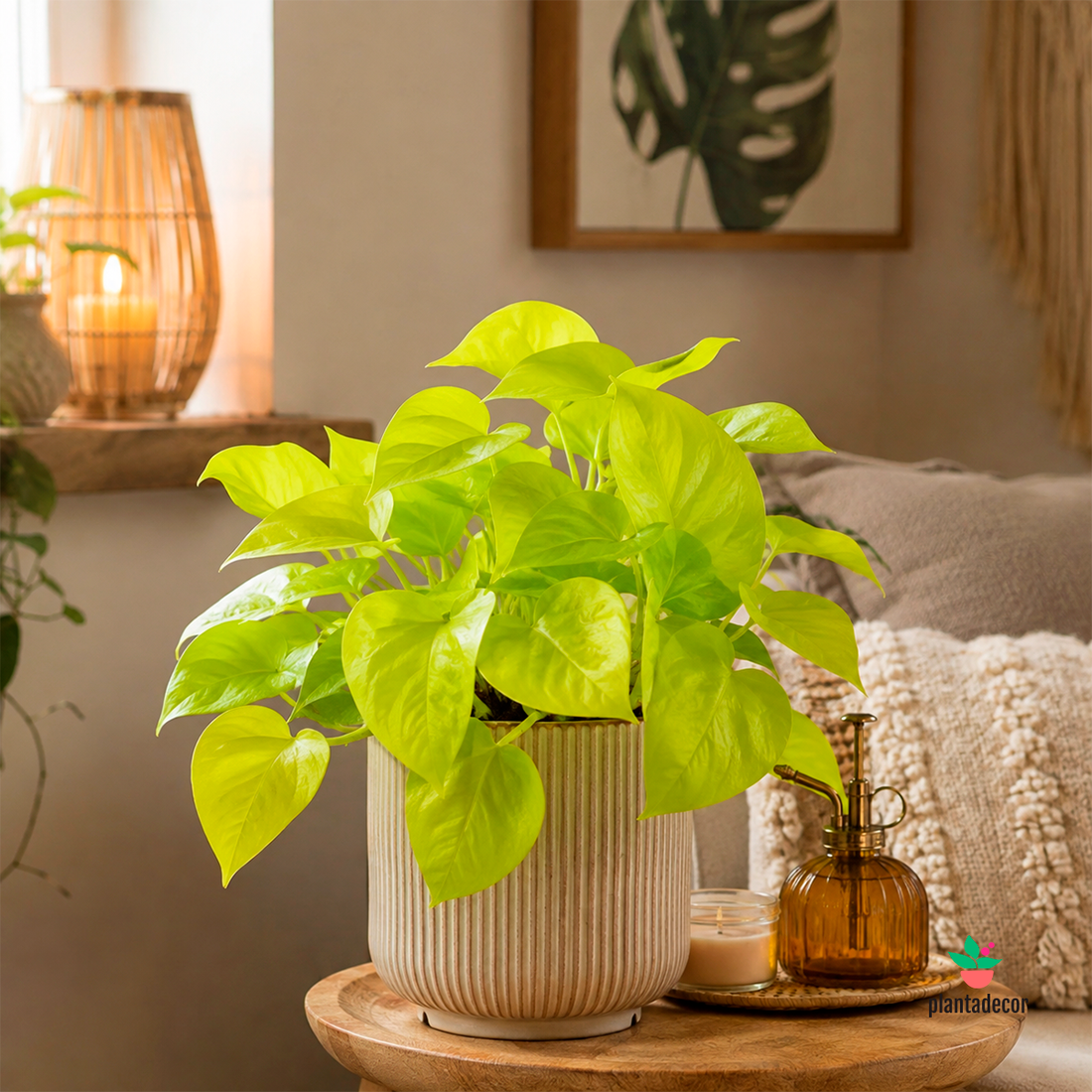 Epipremnum Pinnatum "Golden Pothos"