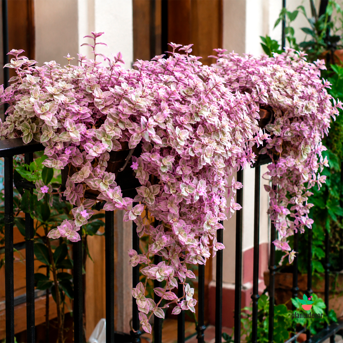 Callisia Pink Lady 'Mini'