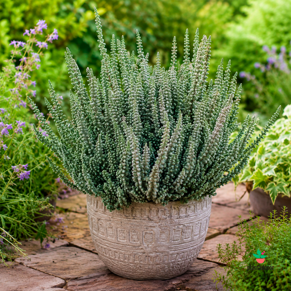Calluna Vulgaris 'Fluffy' - Mini