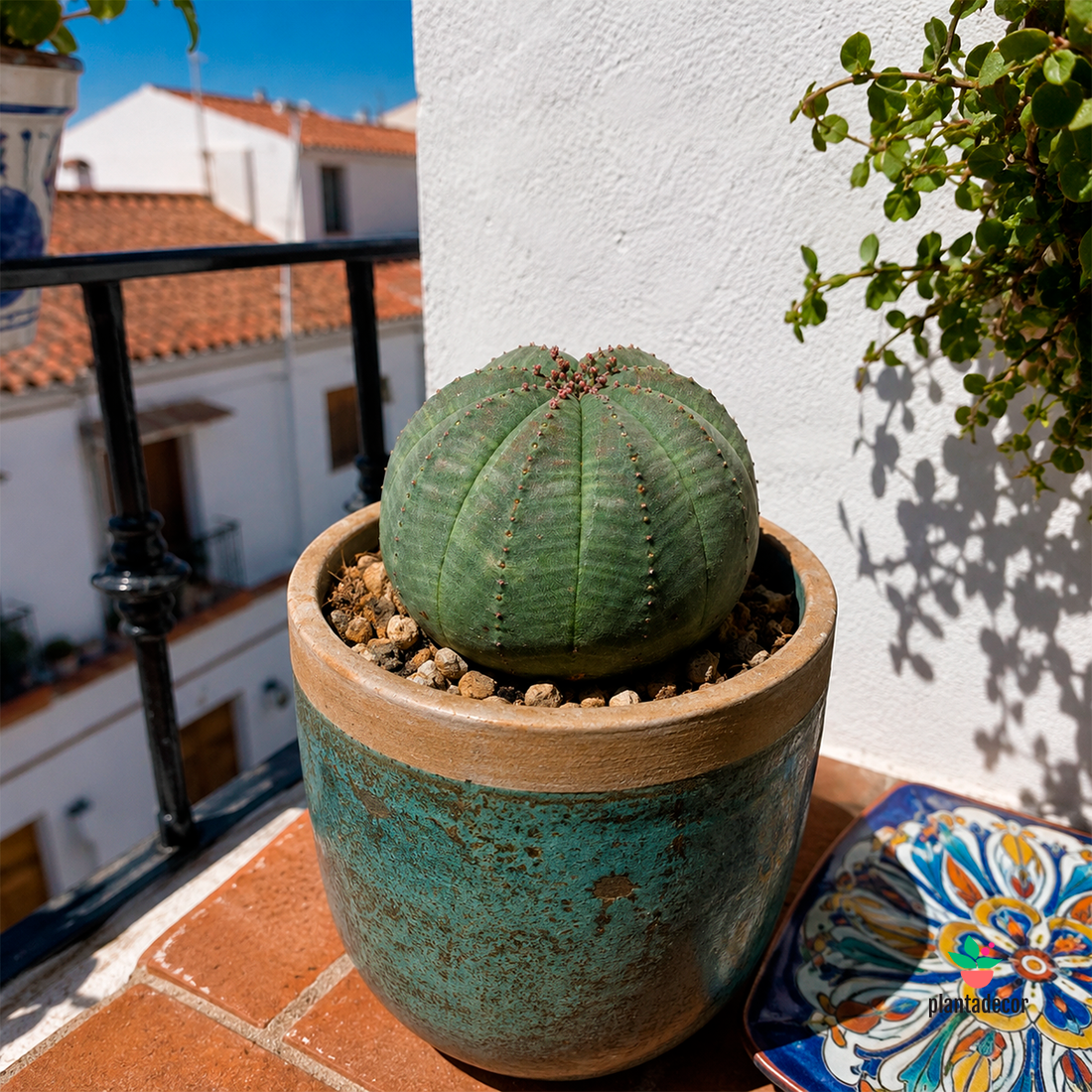 Euphorbia Obesa M-6,50 cm