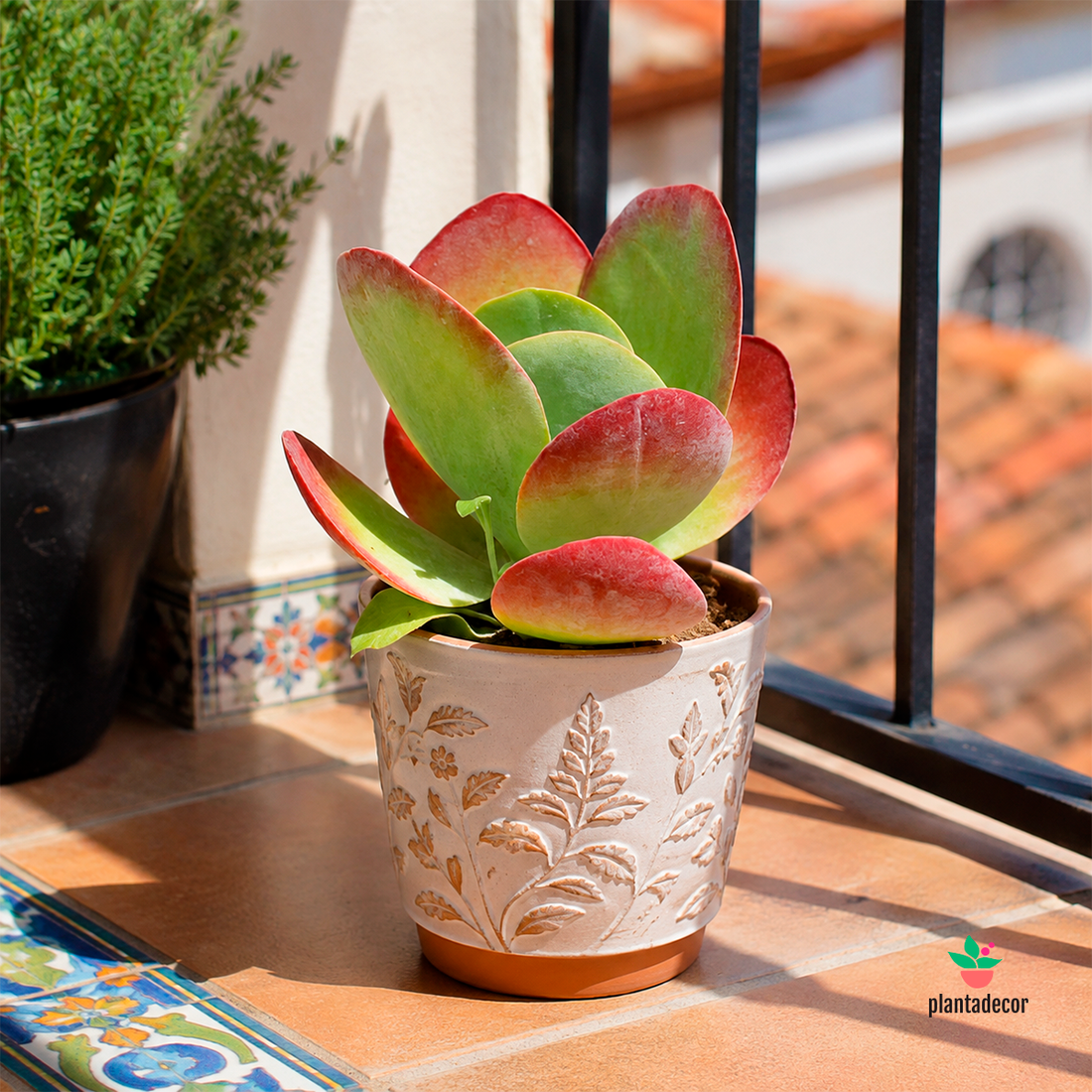 Kalanchoe ThyrSíflora var. Red Lips "Mini"