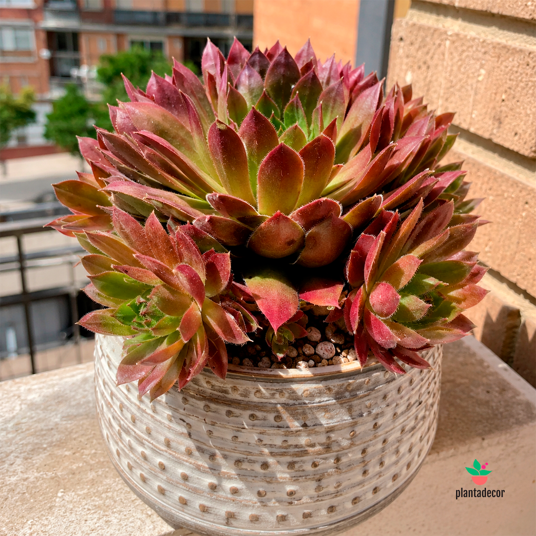Sempervivum Paris