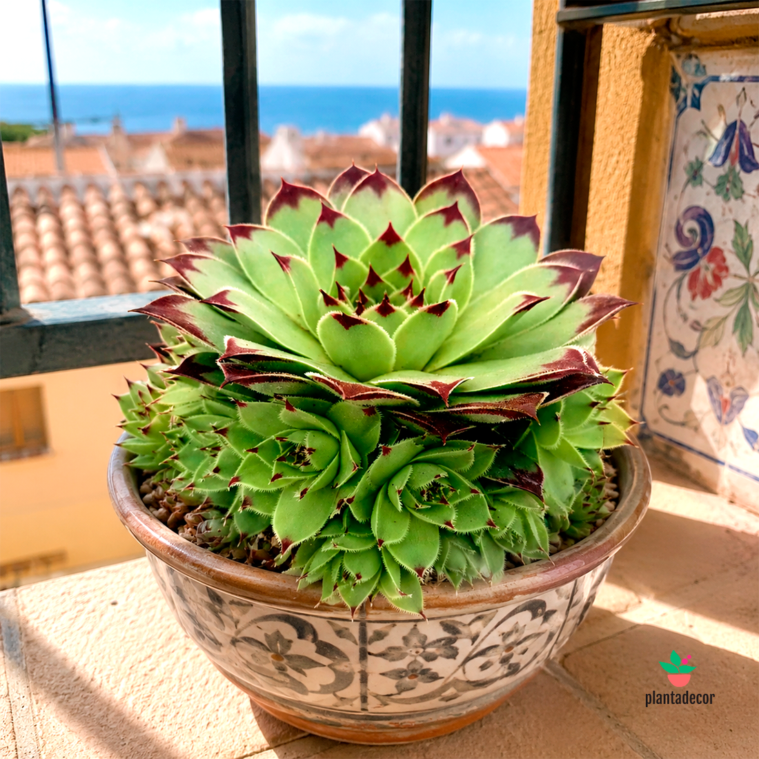 Sempervivum Berlijn