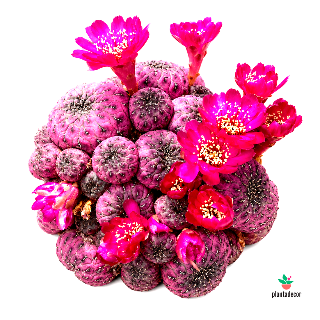 Sulcorebutia Rauschii Violacidermis