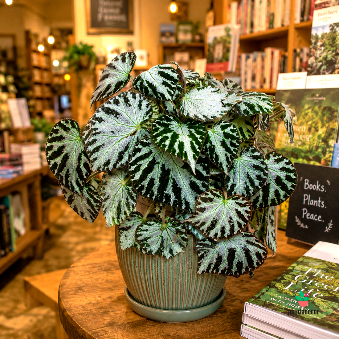 Begonia Silver Jewel