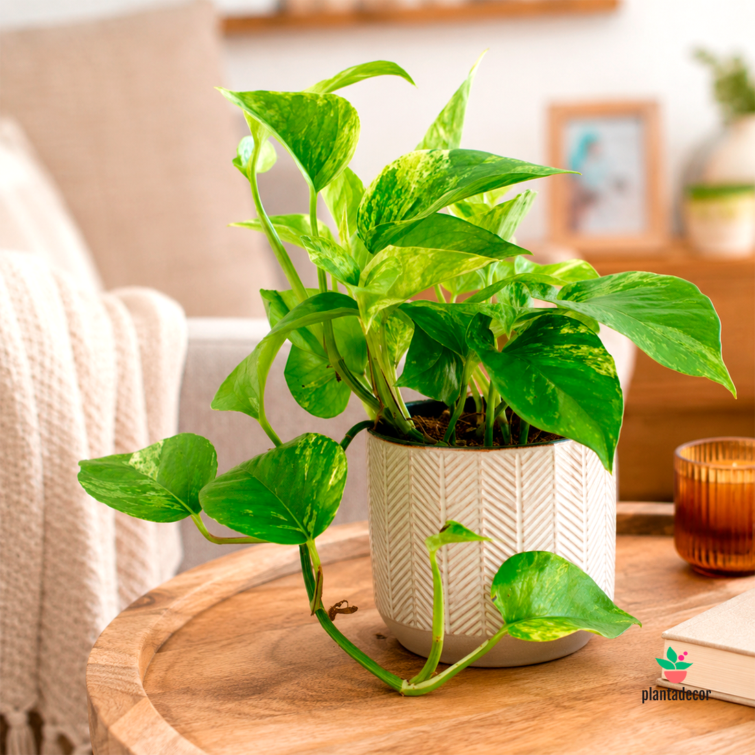 Epipremnum Pinnatum "Marble Queen"