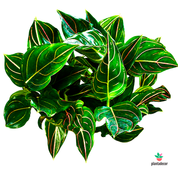 Aglaonema Elein Pink