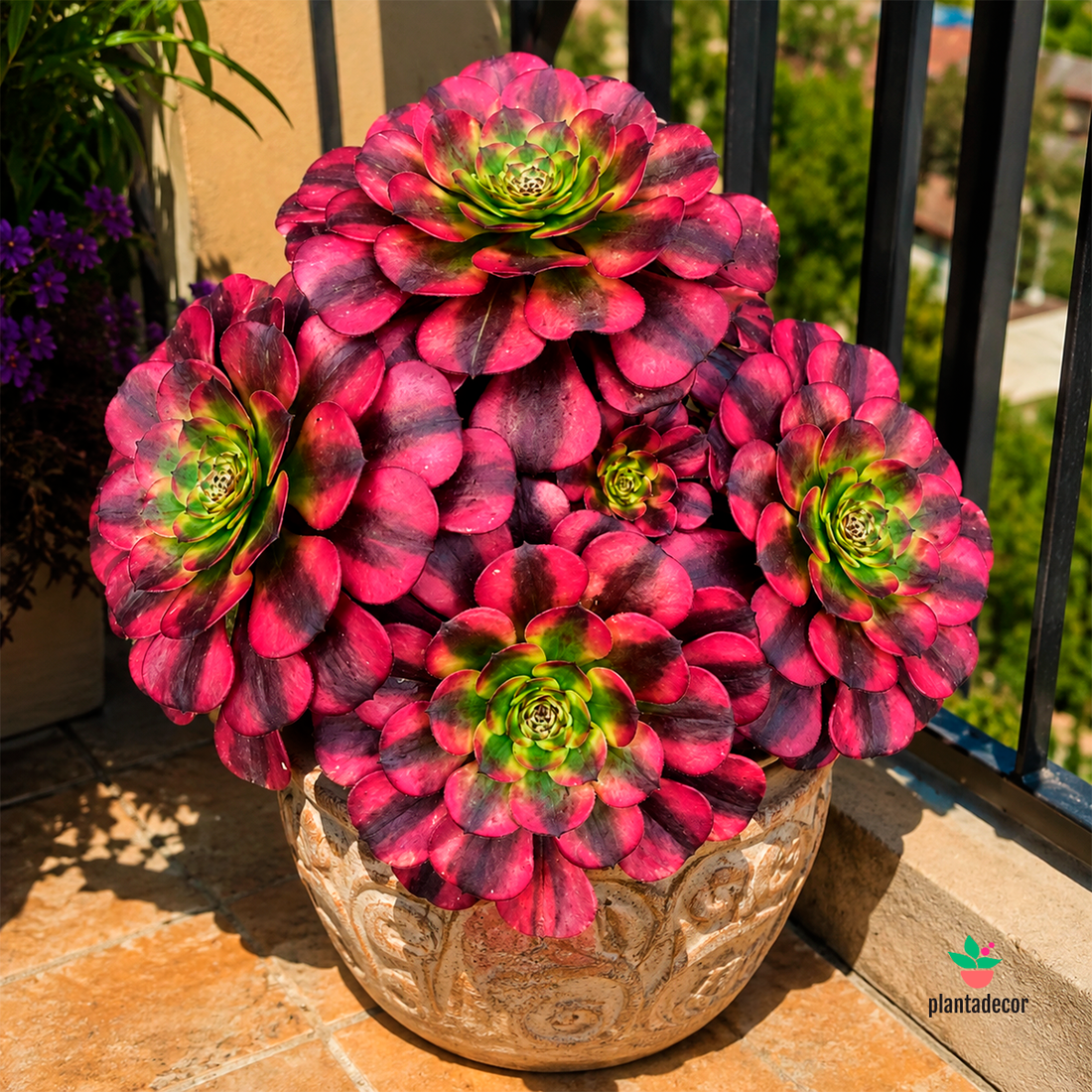 Aeonium Arboreum Medusa