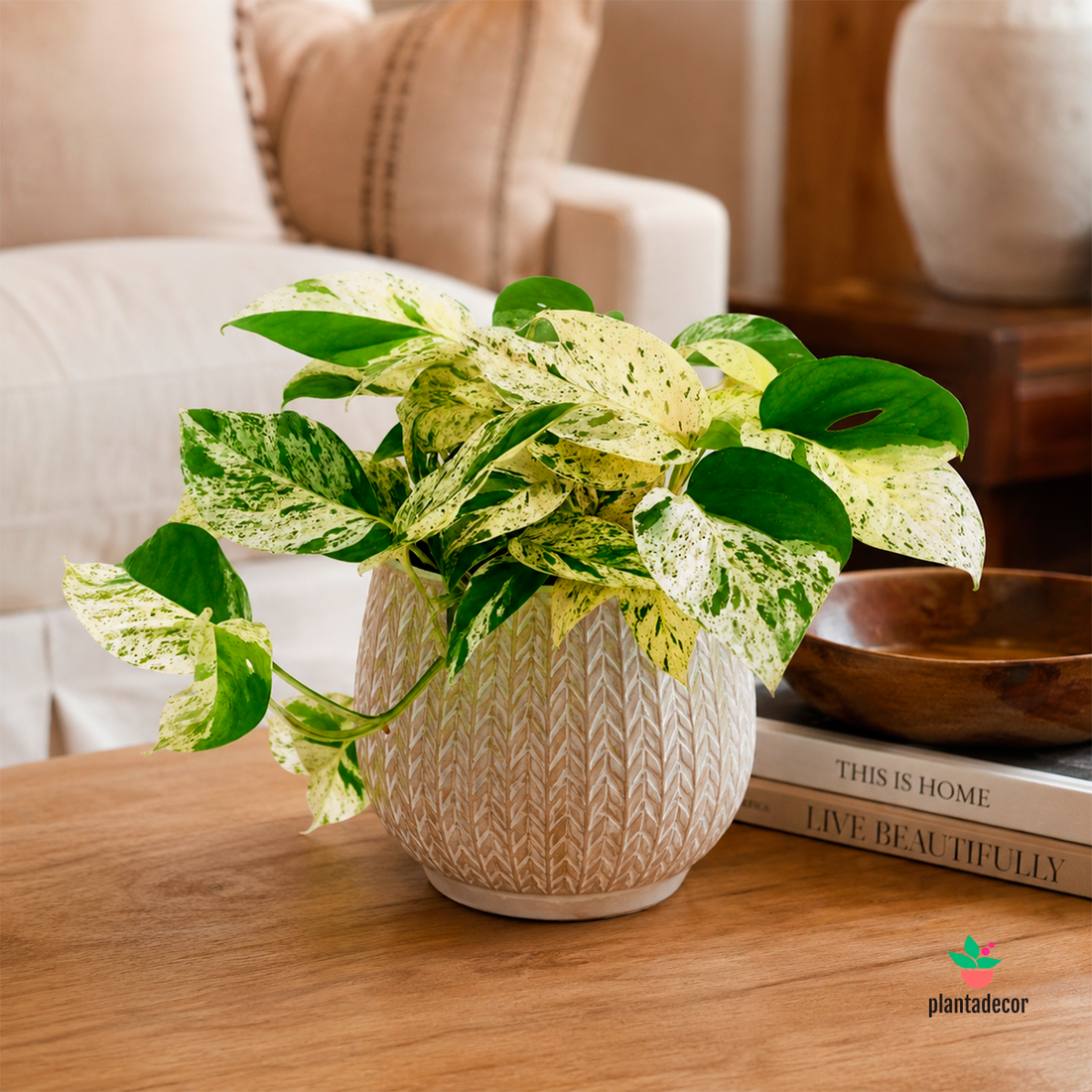 Comprar Epipremnum "Marble Variegata"