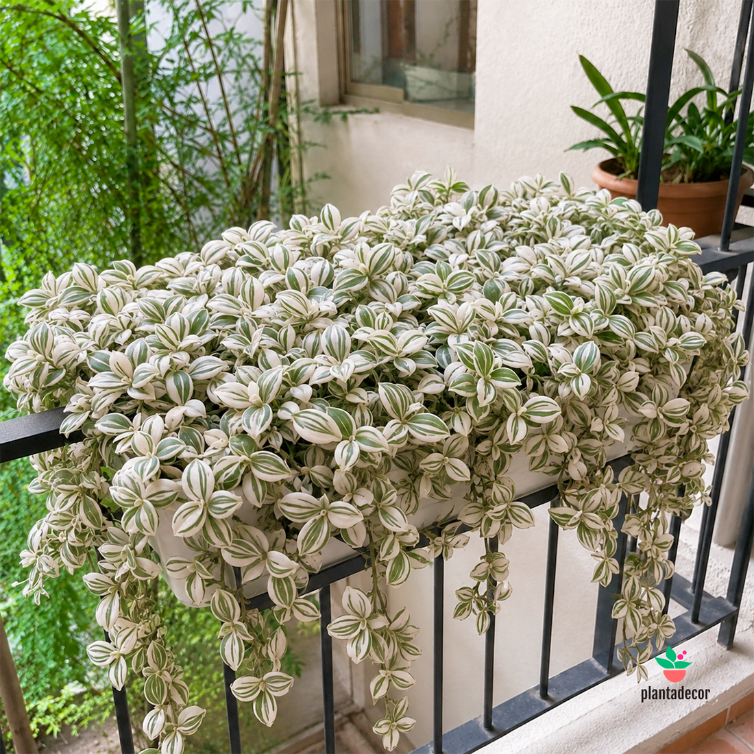 Tradescantia Albovariegata