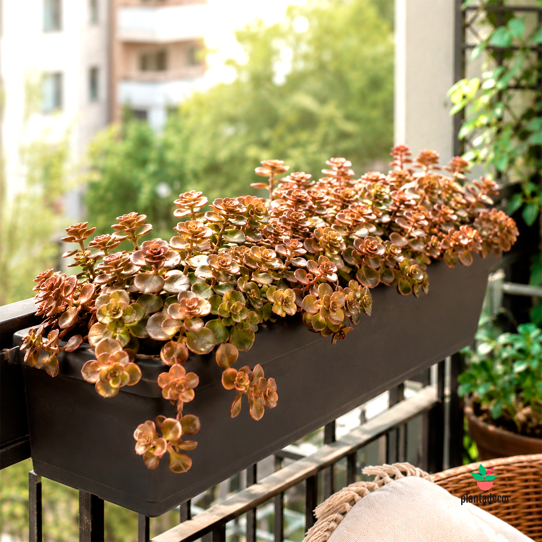 Sedum Tornado M-6