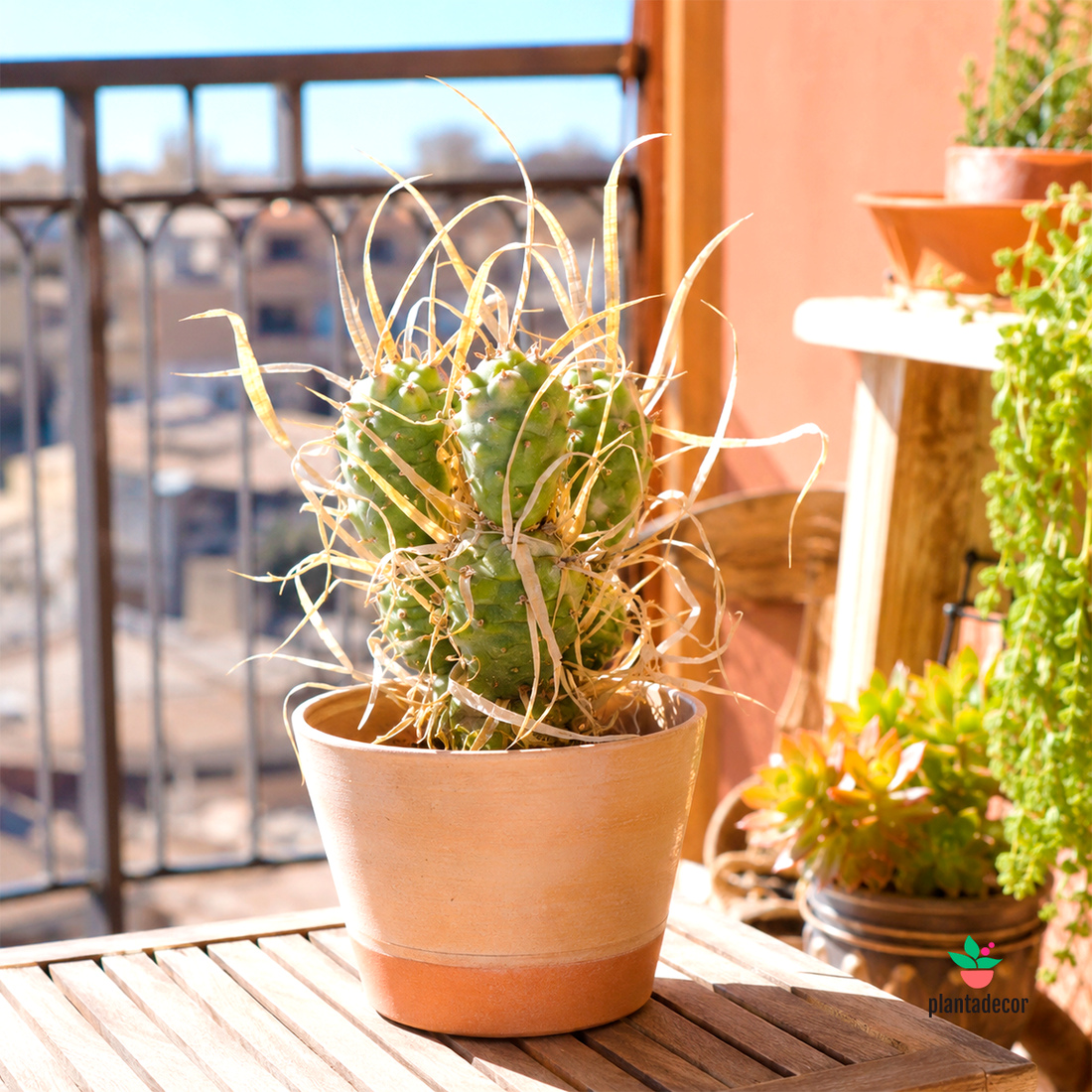 Tephrocactus Articulatus var. Papyracanthus