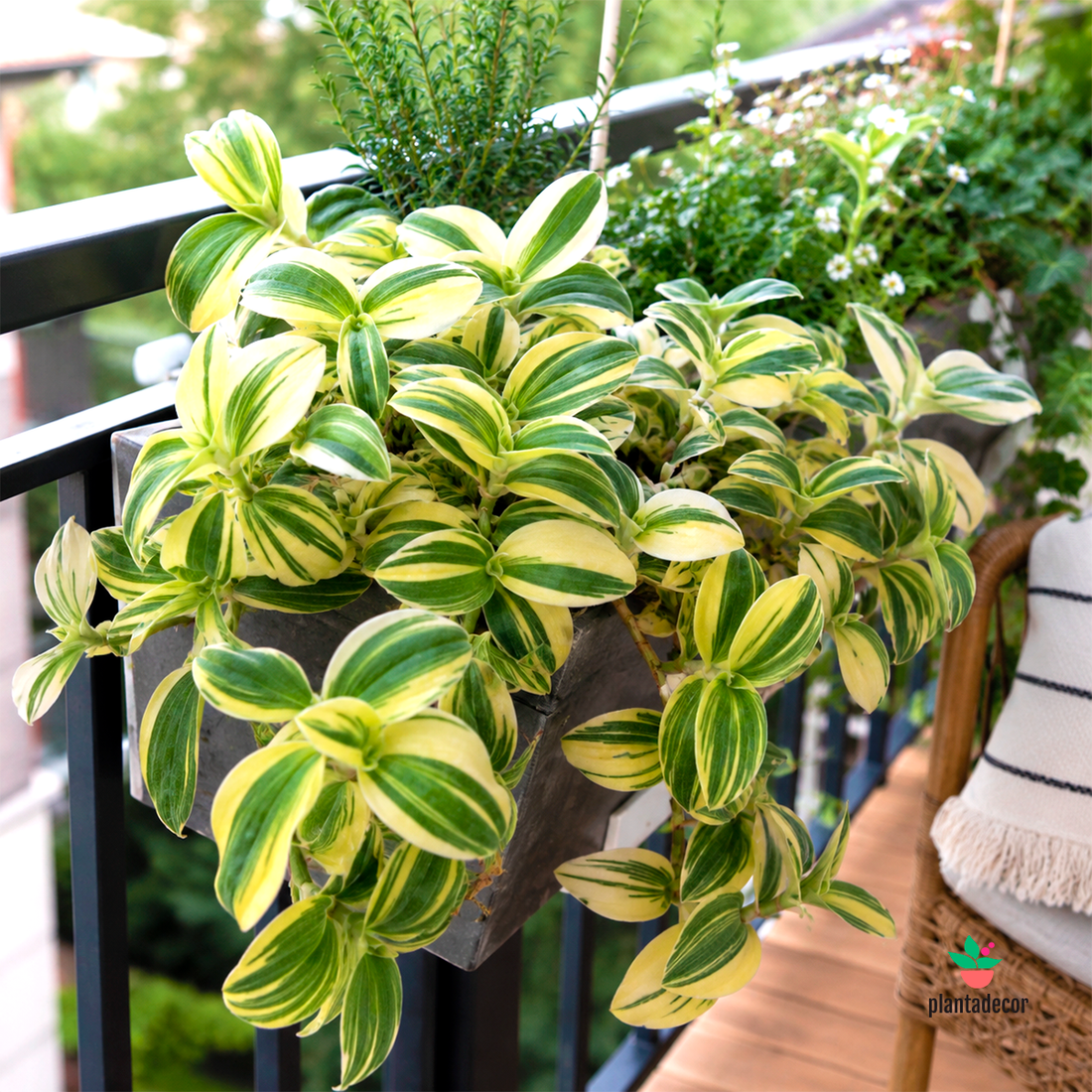 Tradescantia Sillamontana "Brown Hill"