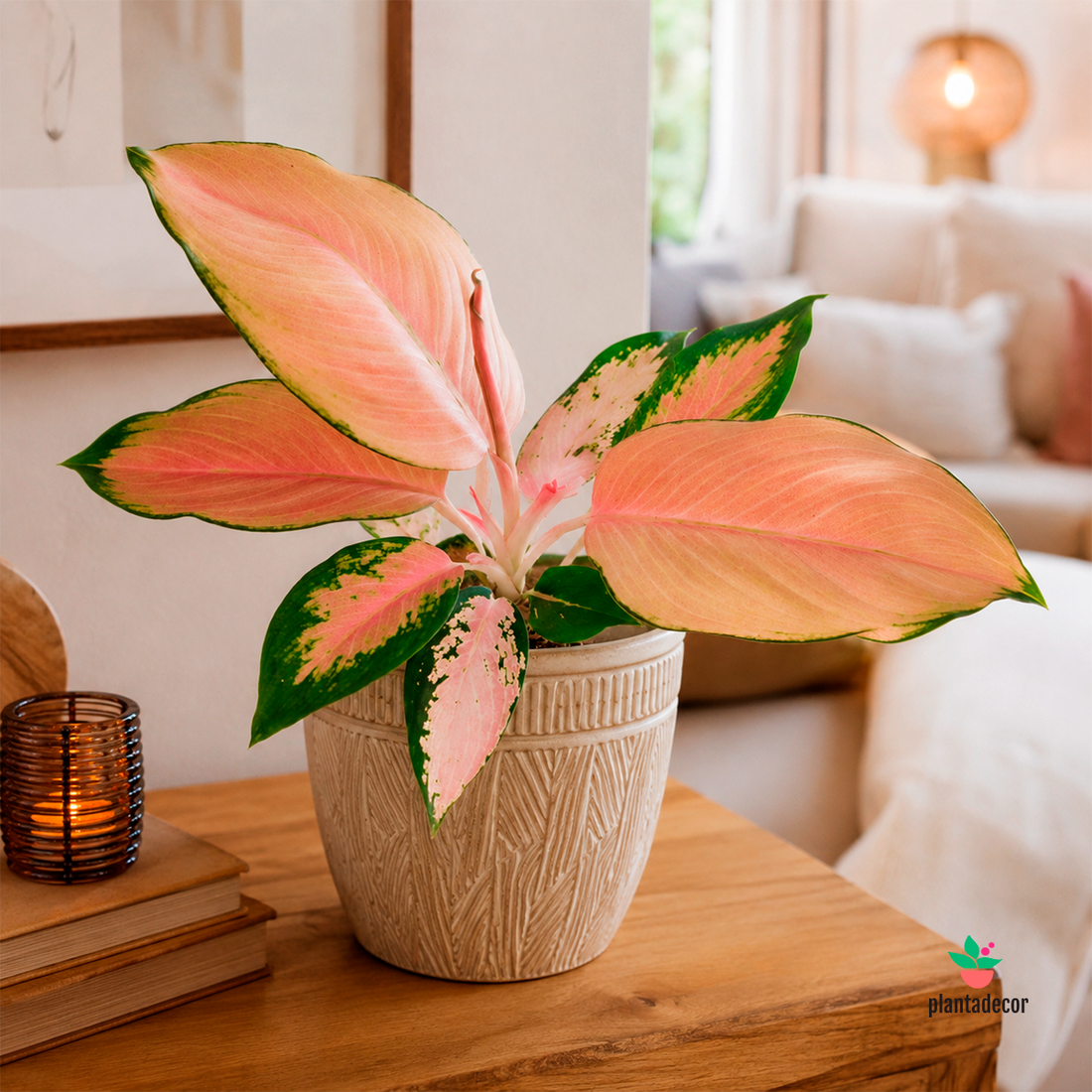 Aglaonema Flamingo