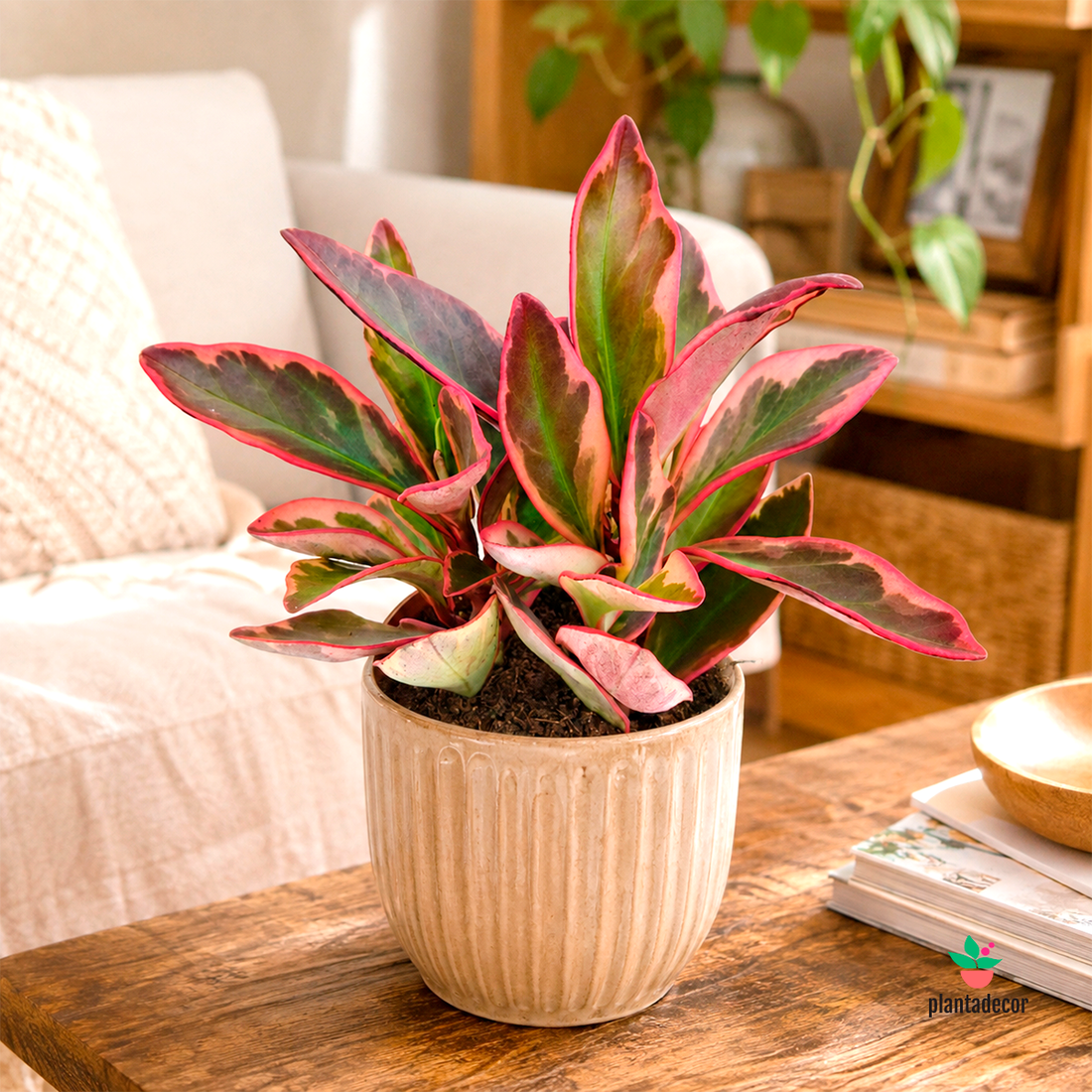Peperomia Clusifolia "Jellie"