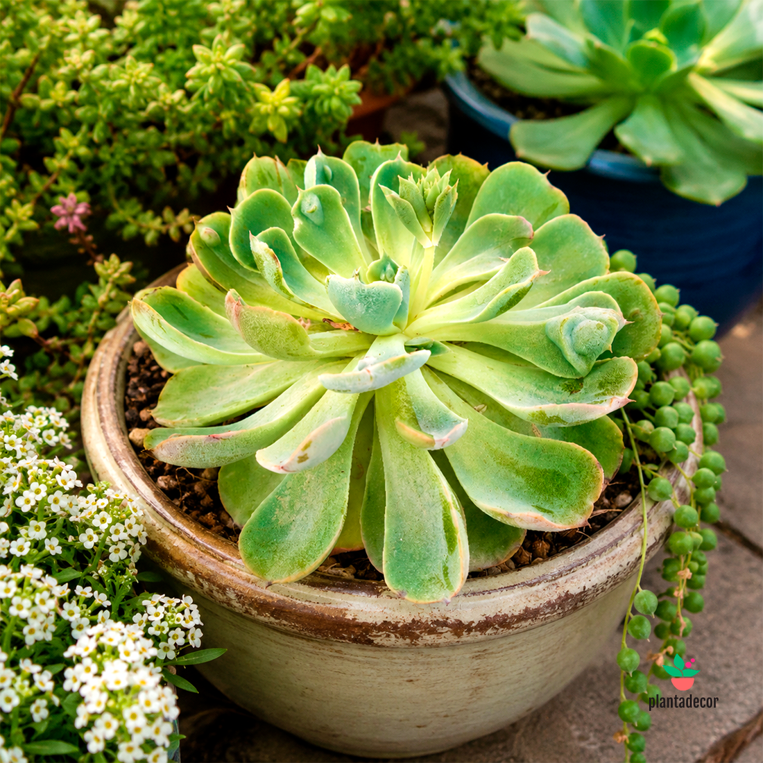 Echeveria Rain Drops