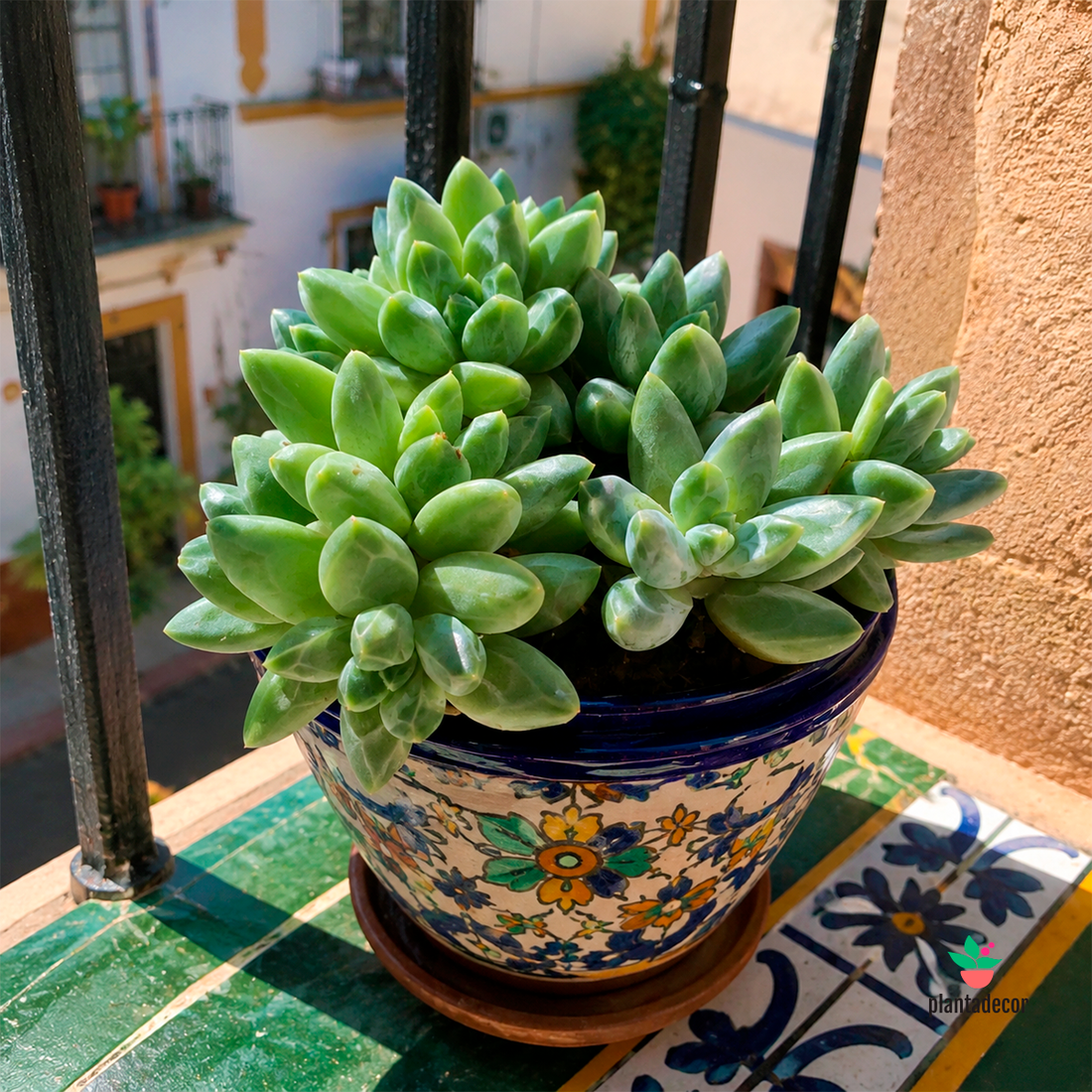 Pachyphytum Compactum