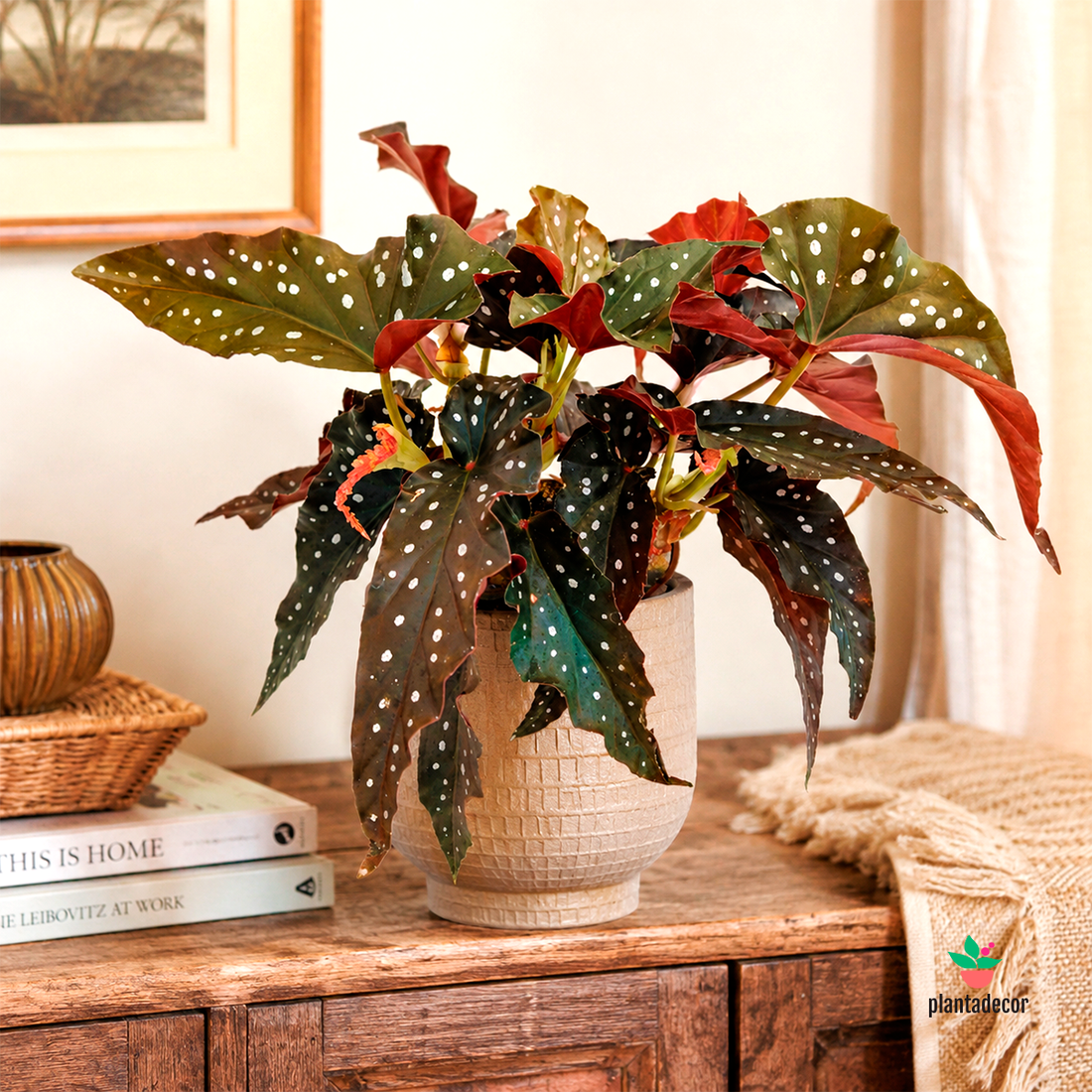 Begonia Maculata 'Black Wing'