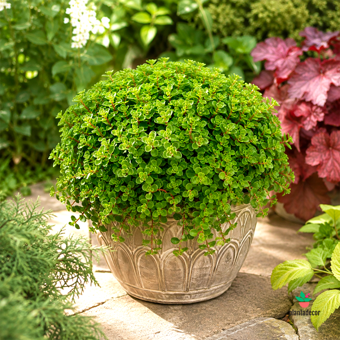 Sedum 'John Creech' - XL