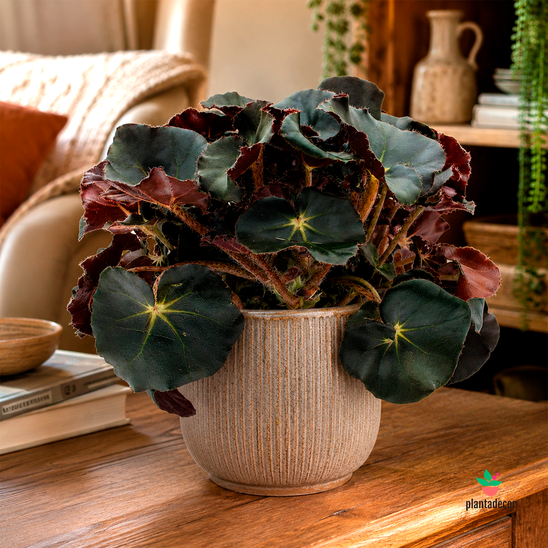 Begonia Erytrophylla "Black Jungle"