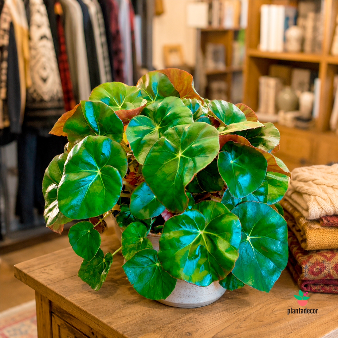 Begonia Erytrophylla