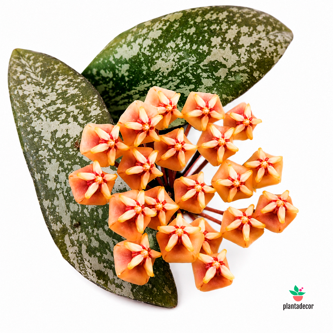Hoya Sigillatis Mini